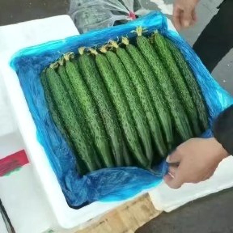 细条黄瓜，美丽美丽蔬菜订货，带刺黄瓜产地直发，欢迎采购