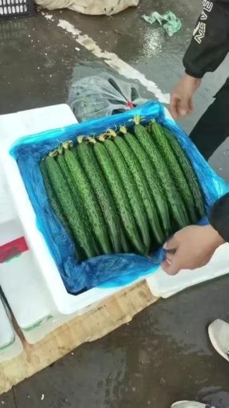细条黄瓜，美丽美丽蔬菜订货，带刺黄瓜产地直发，欢迎采购