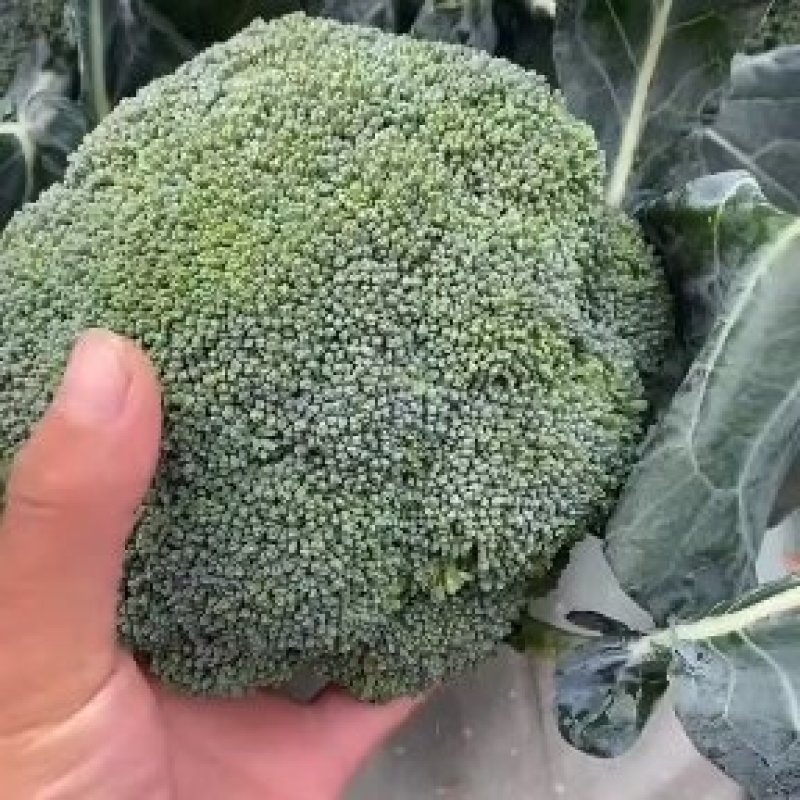 西蓝花河北精品系列西蓝花大量供应中，产地直发，一手货源