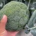 西蓝花河北精品系列西蓝花大量供应中，产地直发，一手货源
