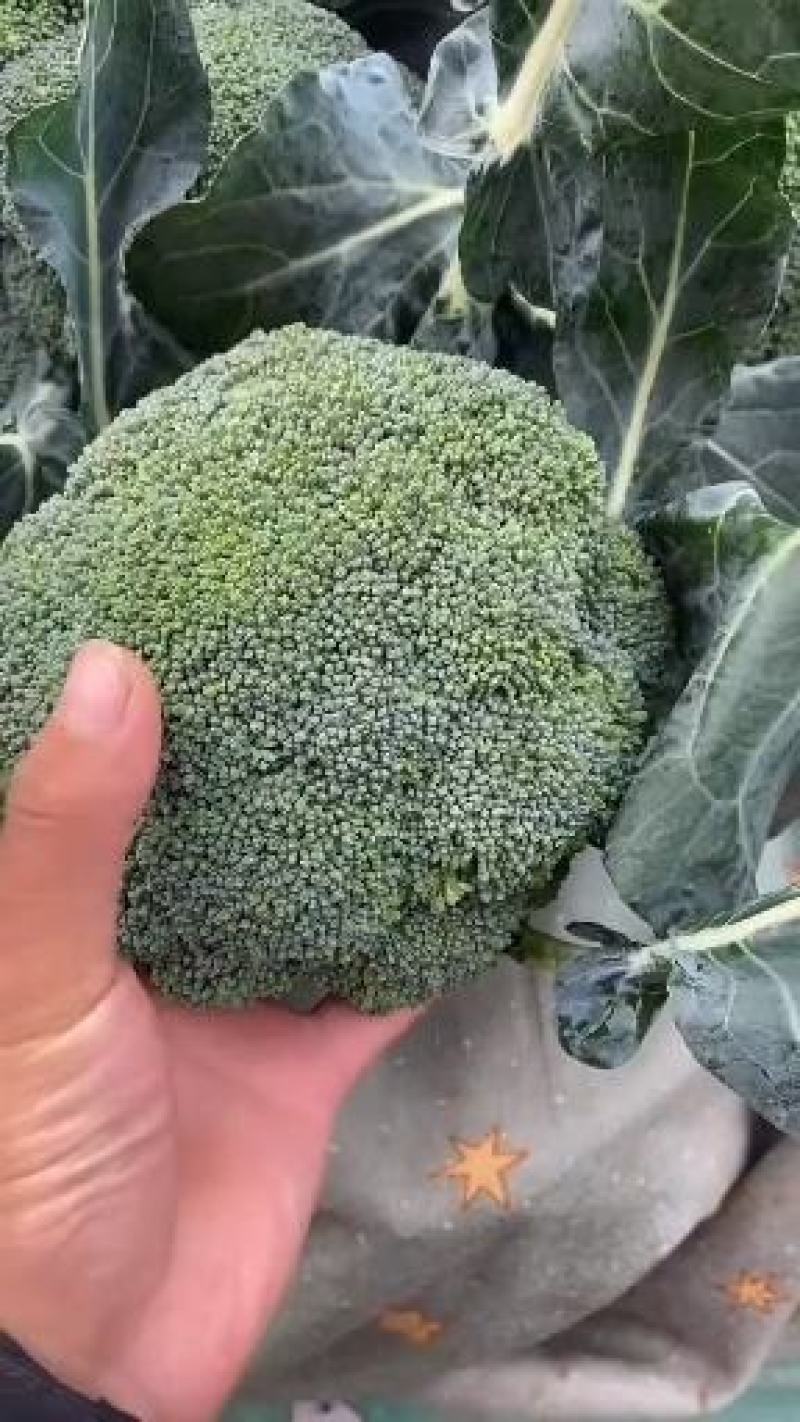 西蓝花河北精品系列西蓝花大量供应中，产地直发，一手货源