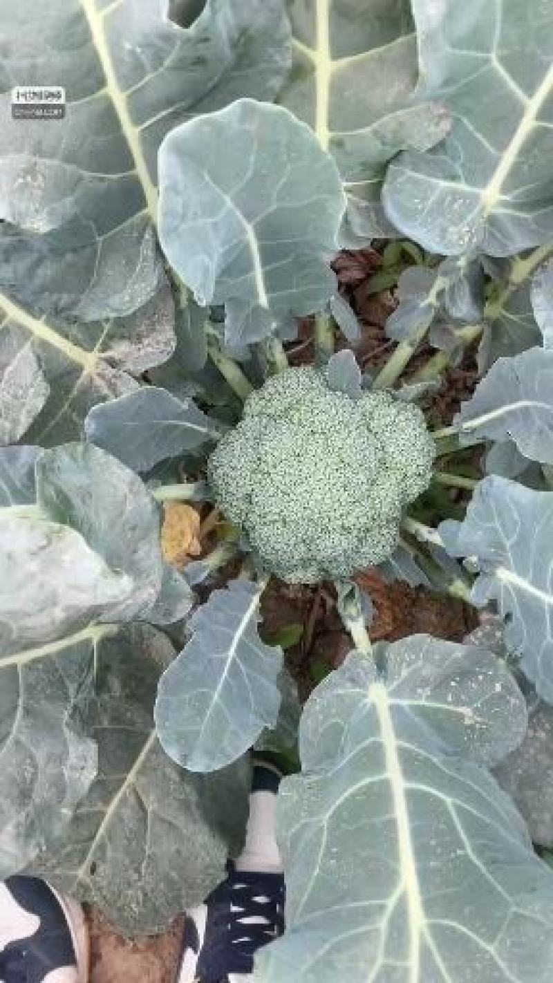 西蓝花河北精品系列西蓝花大量供应中，产地直发，一手货源
