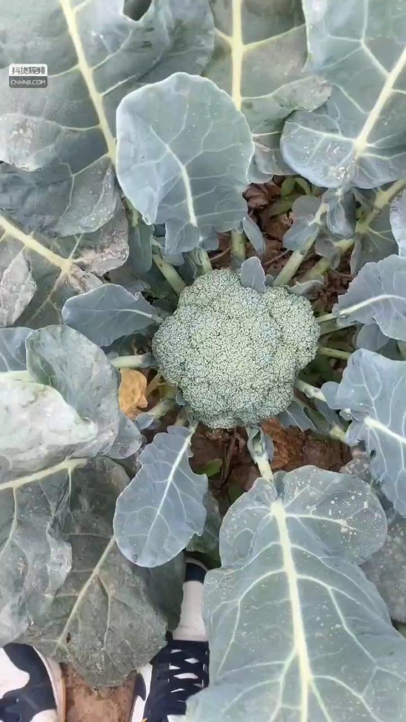 西蓝花河北精品系列西蓝花大量供应中，产地直发，一手货源