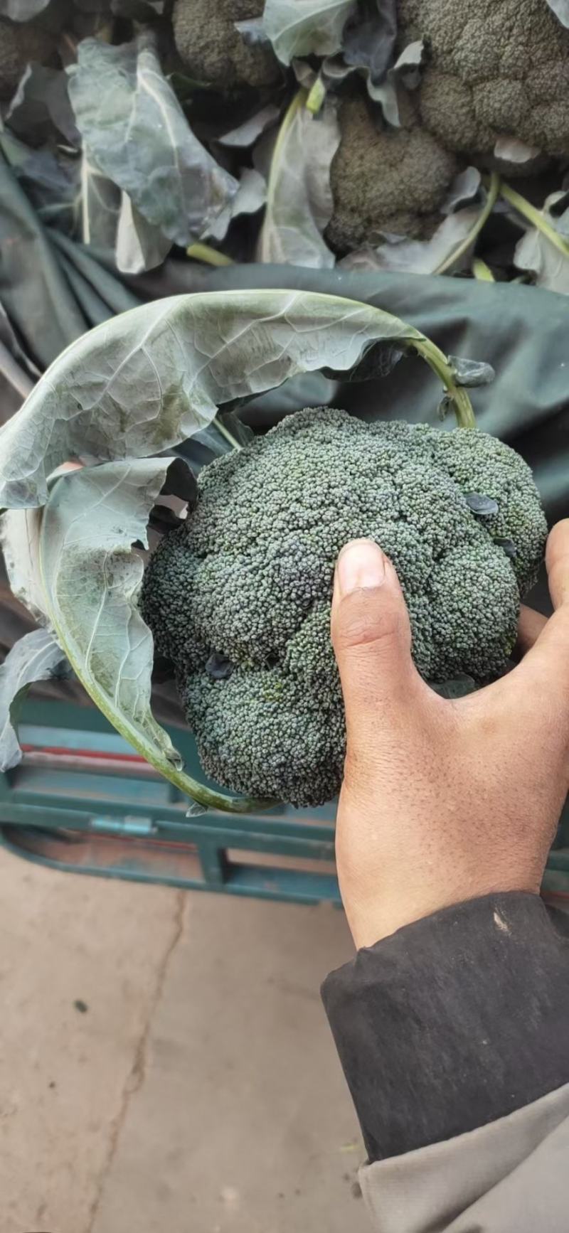 西蓝花河北精品系列西蓝花大量供应中，产地直发，一手货源