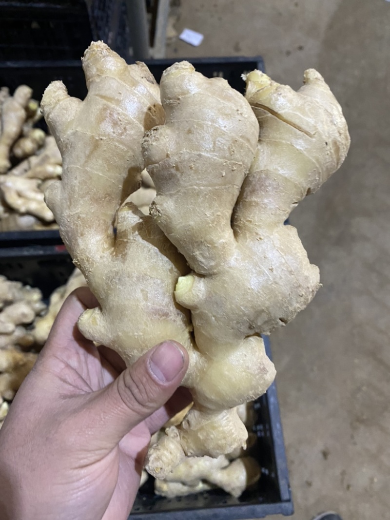 山东优质风干大黄姜生姜大黄姜小黄姜泥姜保质保量