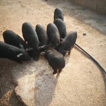 有需要黑猪的老板可以联系货源充足有需要的可一亩田电话联系