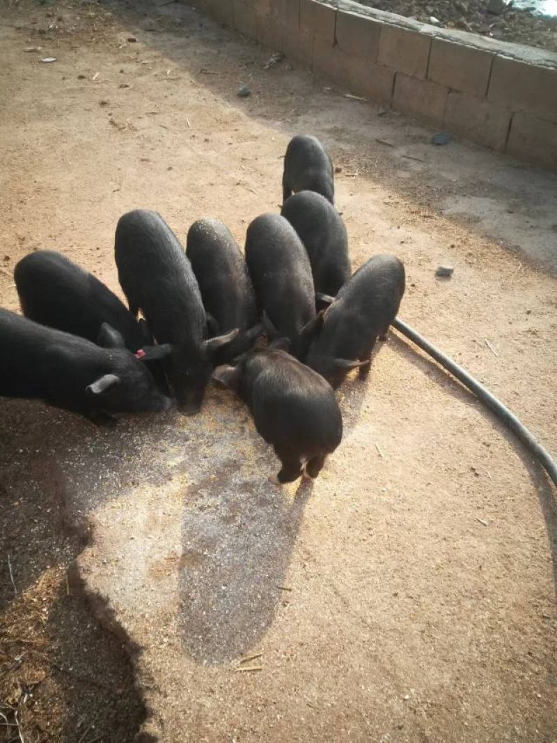 有需要黑猪的老板可以联系货源充足有需要的可一亩田电话联系