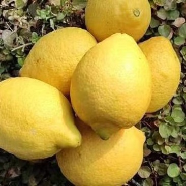 仁寿柠檬