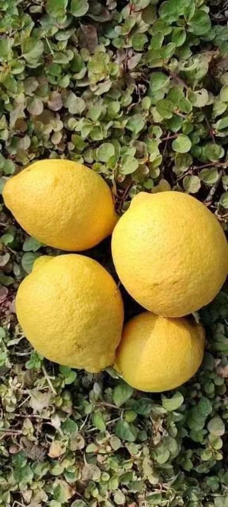 仁寿柠檬