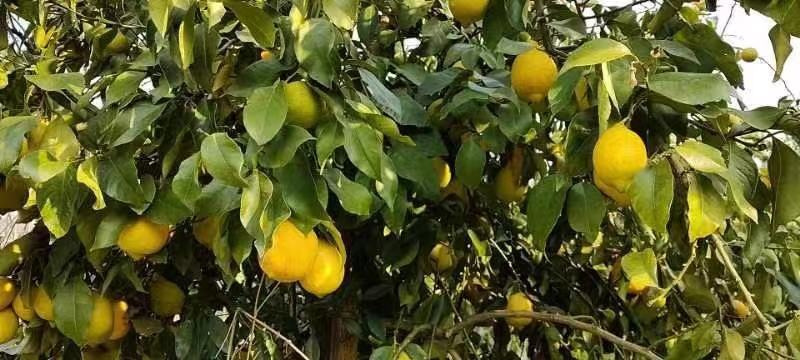 仁寿柠檬