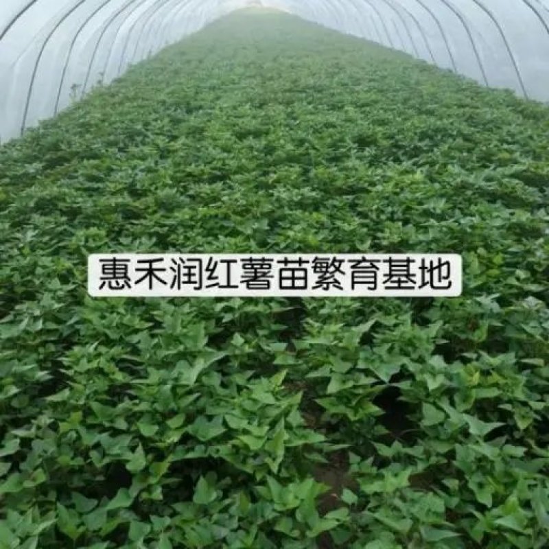 【推荐】精品西瓜红红薯苗大量上市稳定货源量大从优