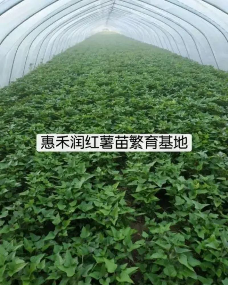 【推荐】精品西瓜红红薯苗大量上市稳定货源量大从优