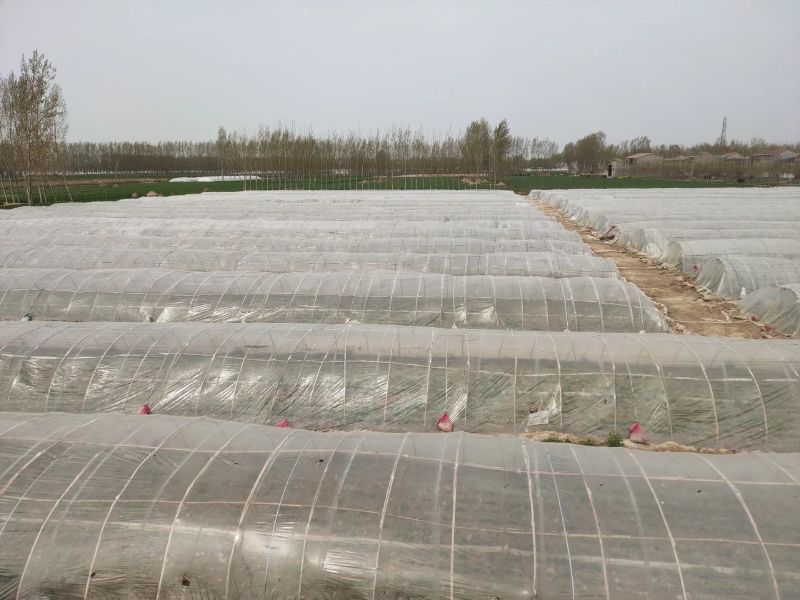 烟薯25大田高产栽培实景航拍视角:山东潍坊种植基地5月上旬生长盛期,垄距80cm,行距25cm,土壤疏松呈褐色壤土,远处可见智能墒情监测杆与防鸟网设施 烟薯25成熟田间实拍:垄面平整覆银灰地膜,薯蔓浓绿健壮覆盖度达90%,主茎长1.2–1.5米,可见少量浅紫色花序,近景展示刚刨出的完整薯块——红皮光亮、薯形匀称、无虫孔无龟裂