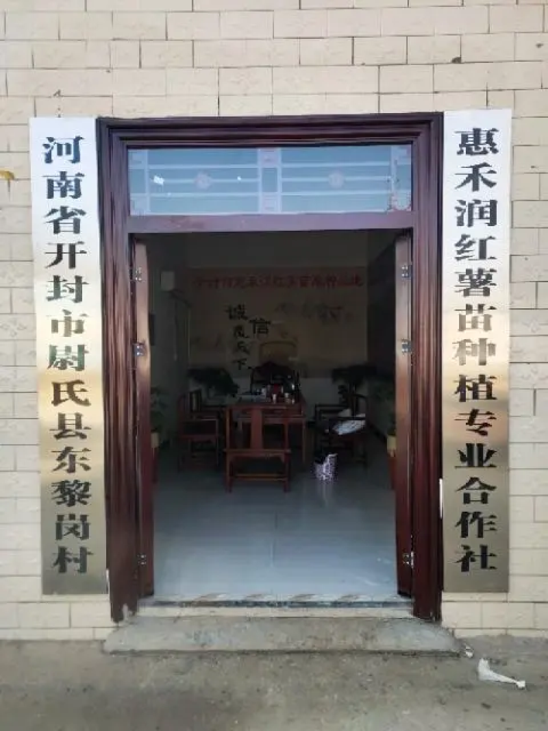 【推荐】红薯苗商薯19红薯苗，脱毒发货，成活率高，欢迎联系