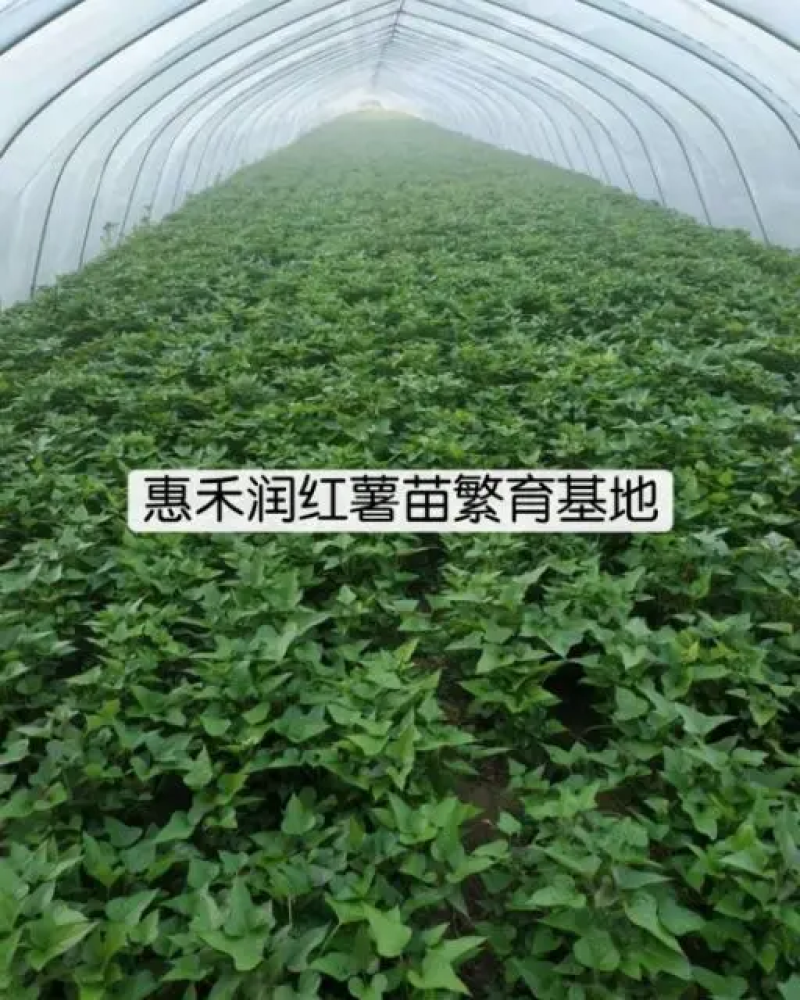 【推荐】红薯苗商薯19红薯苗，脱毒发货，成活率高，欢迎联系