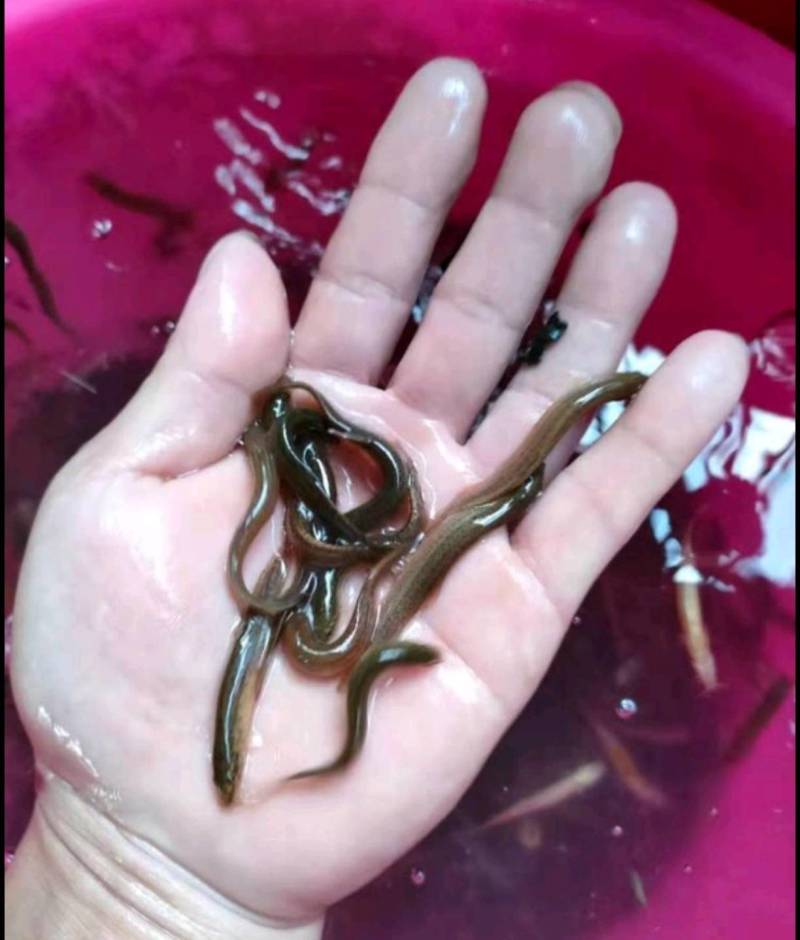 小泥鳅苗新鲜幼苗台鳅寸苗青鳅苗活体欢迎选购