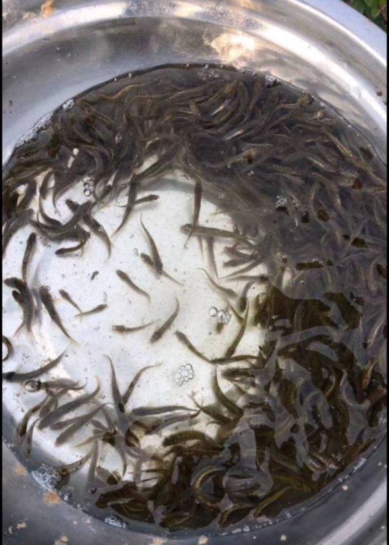 小泥鳅苗新鲜幼苗台鳅寸苗青鳅苗活体欢迎选购