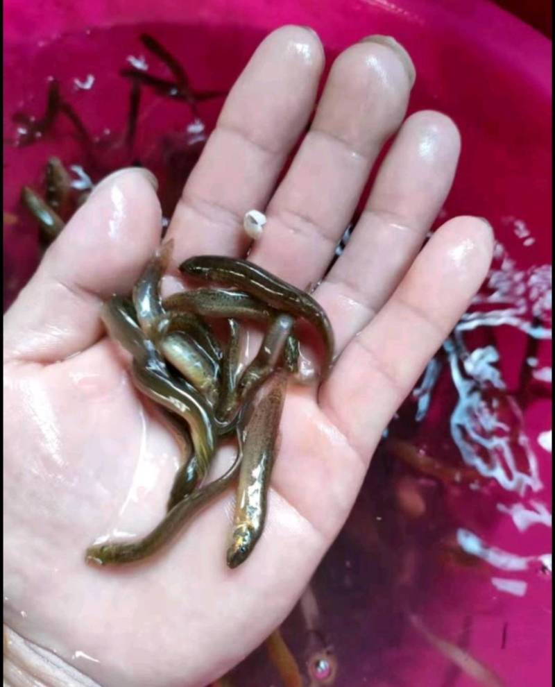 小泥鳅苗新鲜幼苗台鳅寸苗青鳅苗活体欢迎选购