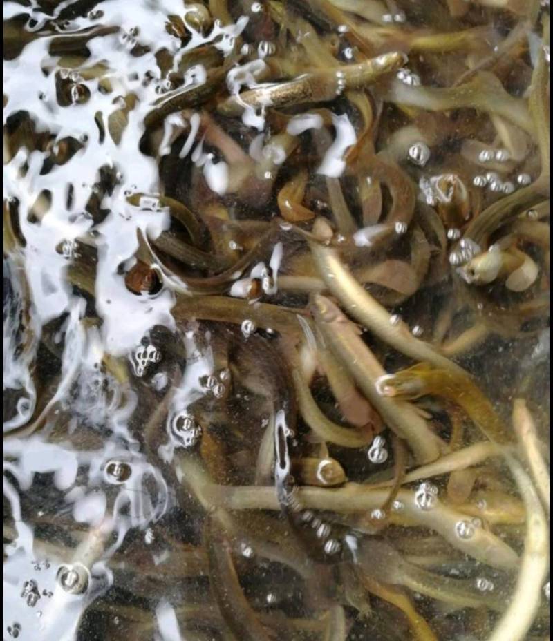 小泥鳅苗新鲜幼苗台鳅寸苗青鳅苗活体欢迎选购