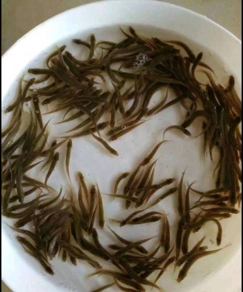 小泥鳅苗新鲜幼苗台鳅寸苗青鳅苗活体欢迎选购