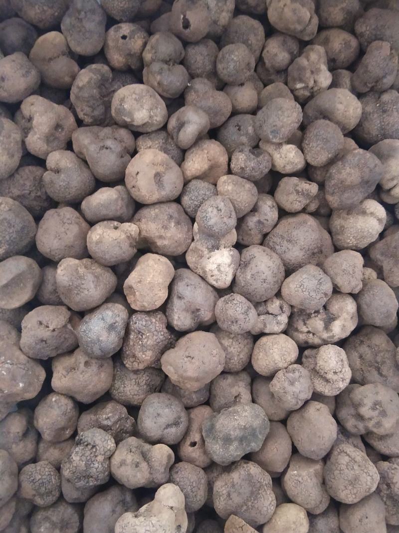 云南黑松露干片，大量上市自己加工自己岀售。货源充足