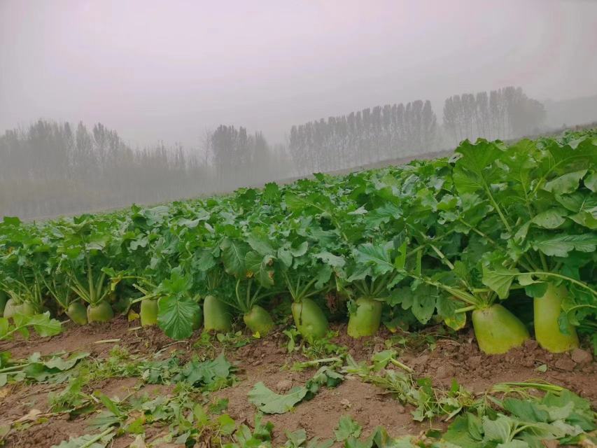 清晨阳光洒落在峨眉山龙门乡的萝卜种植基地,成片的荣生萝卜整齐排列,绿叶葱茏,部分根部已露出地面,表皮洁白如玉,土壤湿润疏松,远处可见云雾缭绕的山峦,展现高山生态种植环境 荣生萝卜田间生长实景