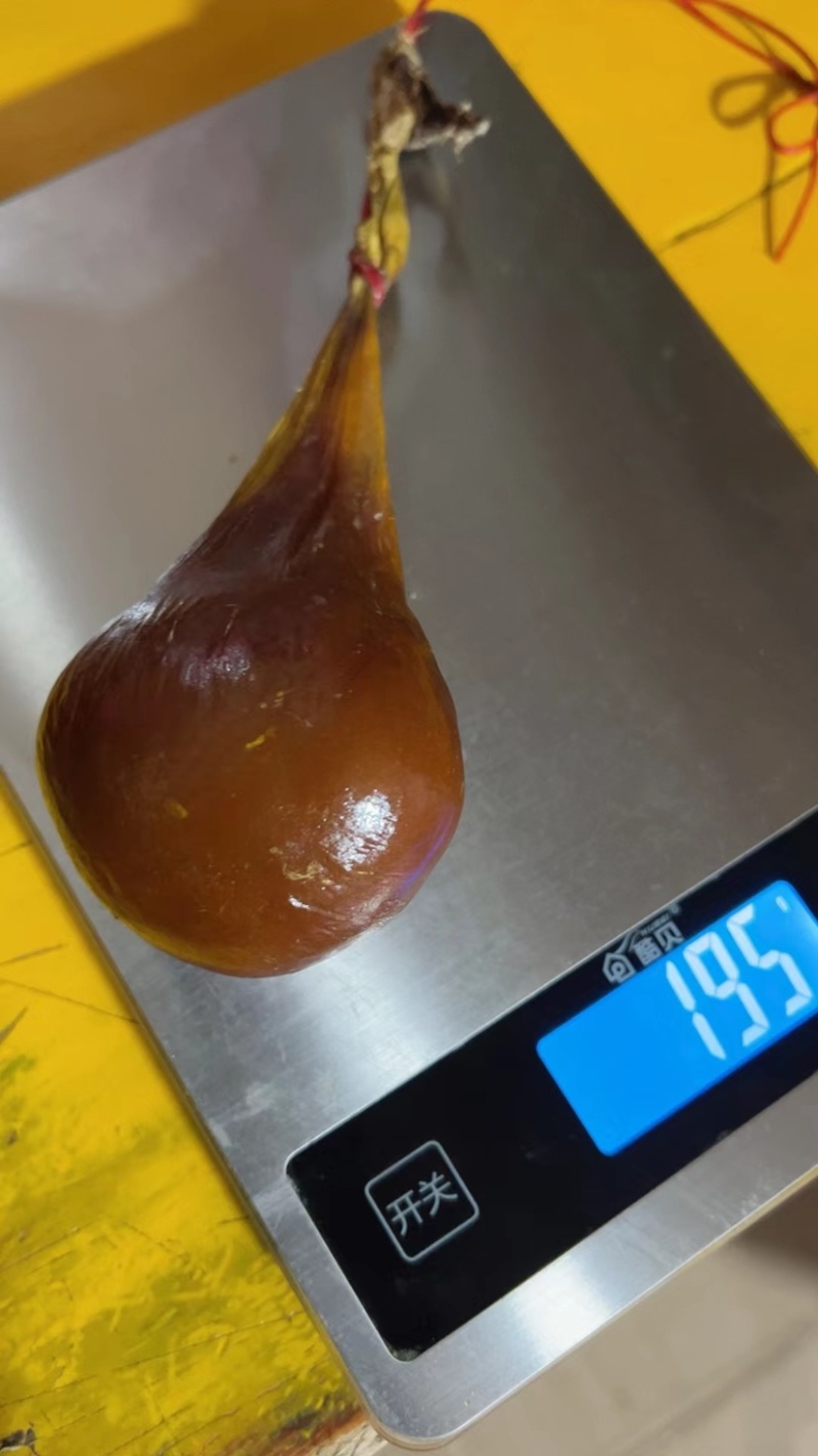 天然牛黄