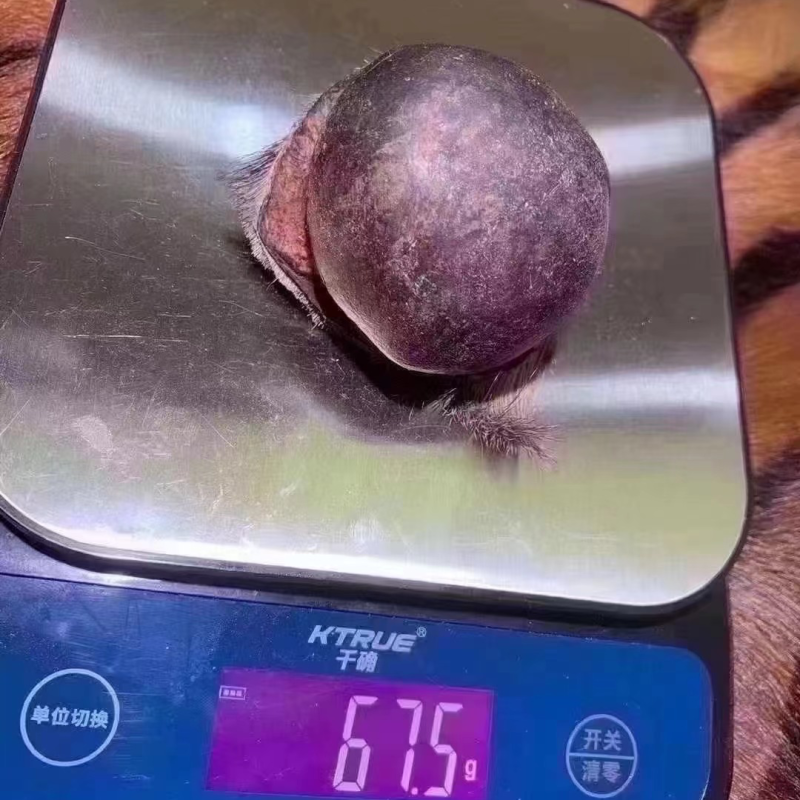 天然牛黄