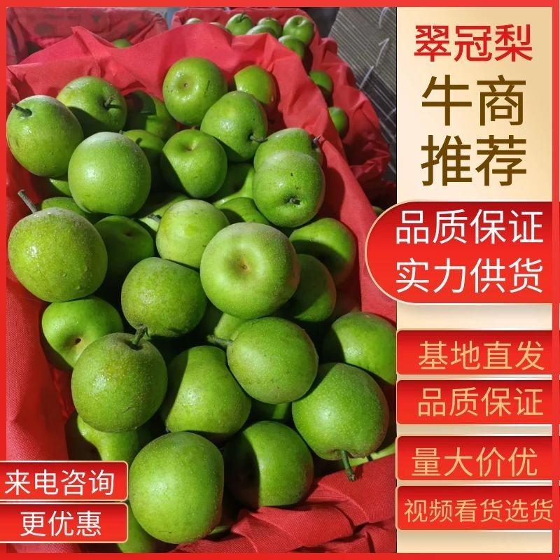 湖北宜城翠冠梨精品梨皮薄汁多大量供应质量保证视频看货