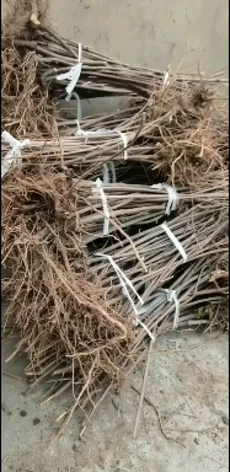 连翘苗，药用连翘苗大规格3分枝，1公分至2.3公分粗