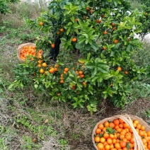 爱媛38果冻橙种植有一百多亩橙子有需要的尽快联系