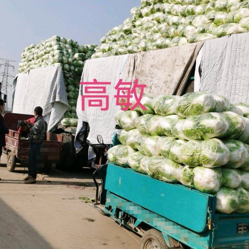 焦作博爱秦白二号大白菜六斤左右个头均匀叶片绿颗型圆