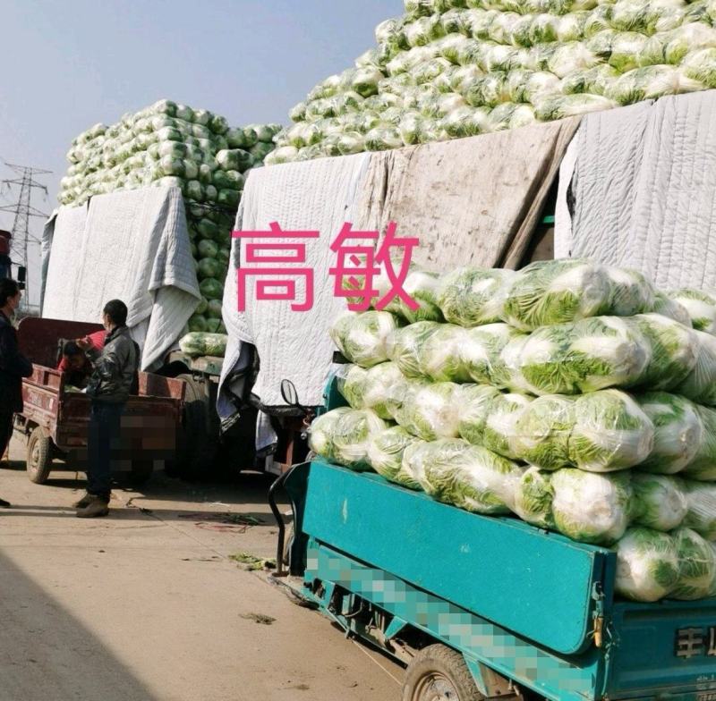 焦作博爱秦白二号大白菜六斤左右个头均匀叶片绿颗型圆