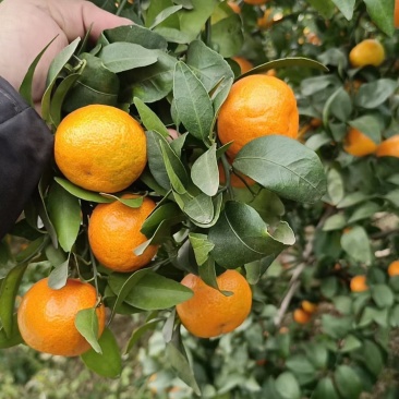 砂糖橘大量上市