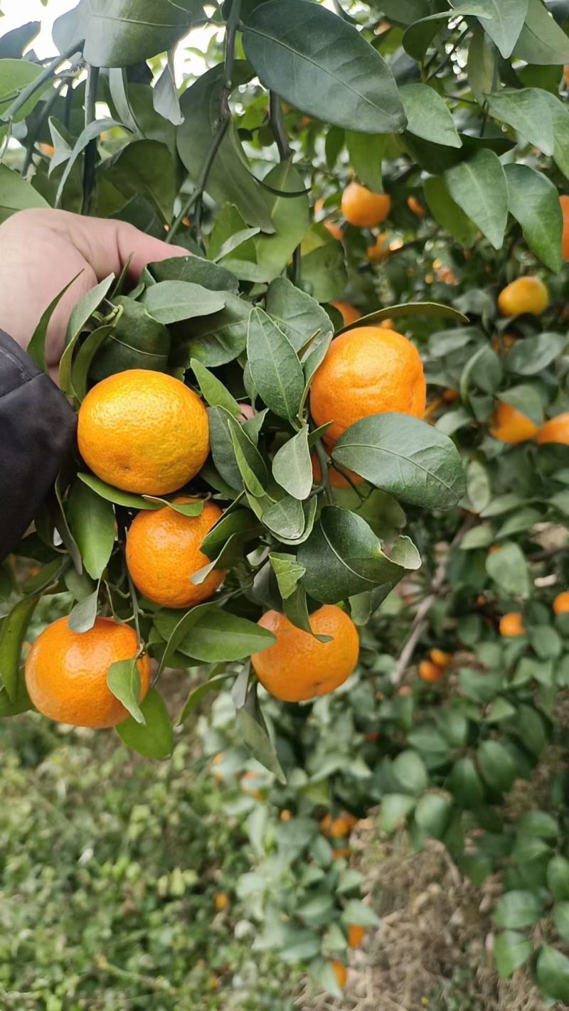 砂糖橘大量上市