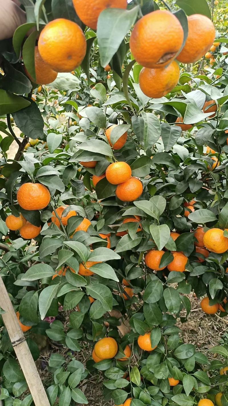 砂糖橘大量上市
