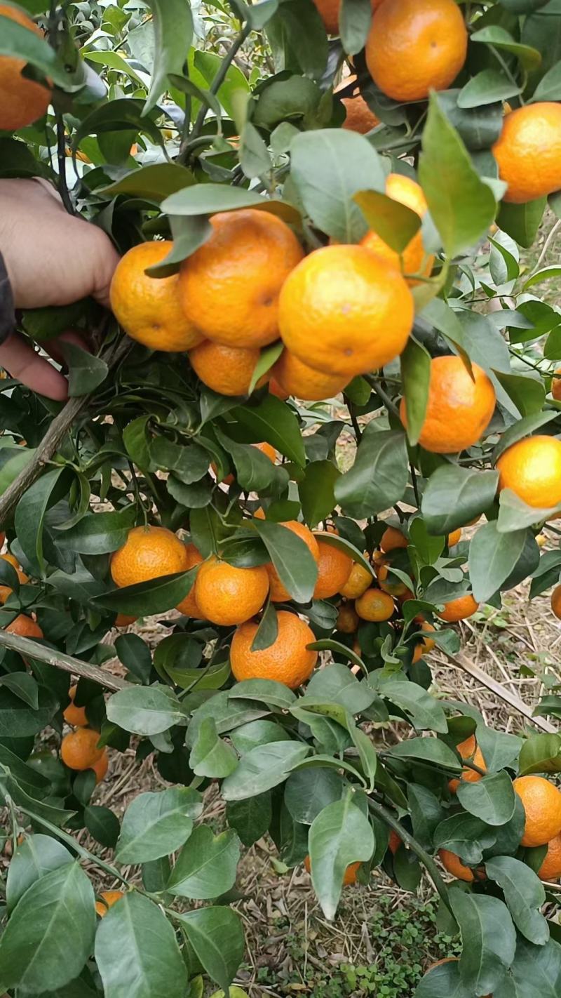 砂糖橘大量上市