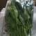 聊城精品菠菜大量上市中