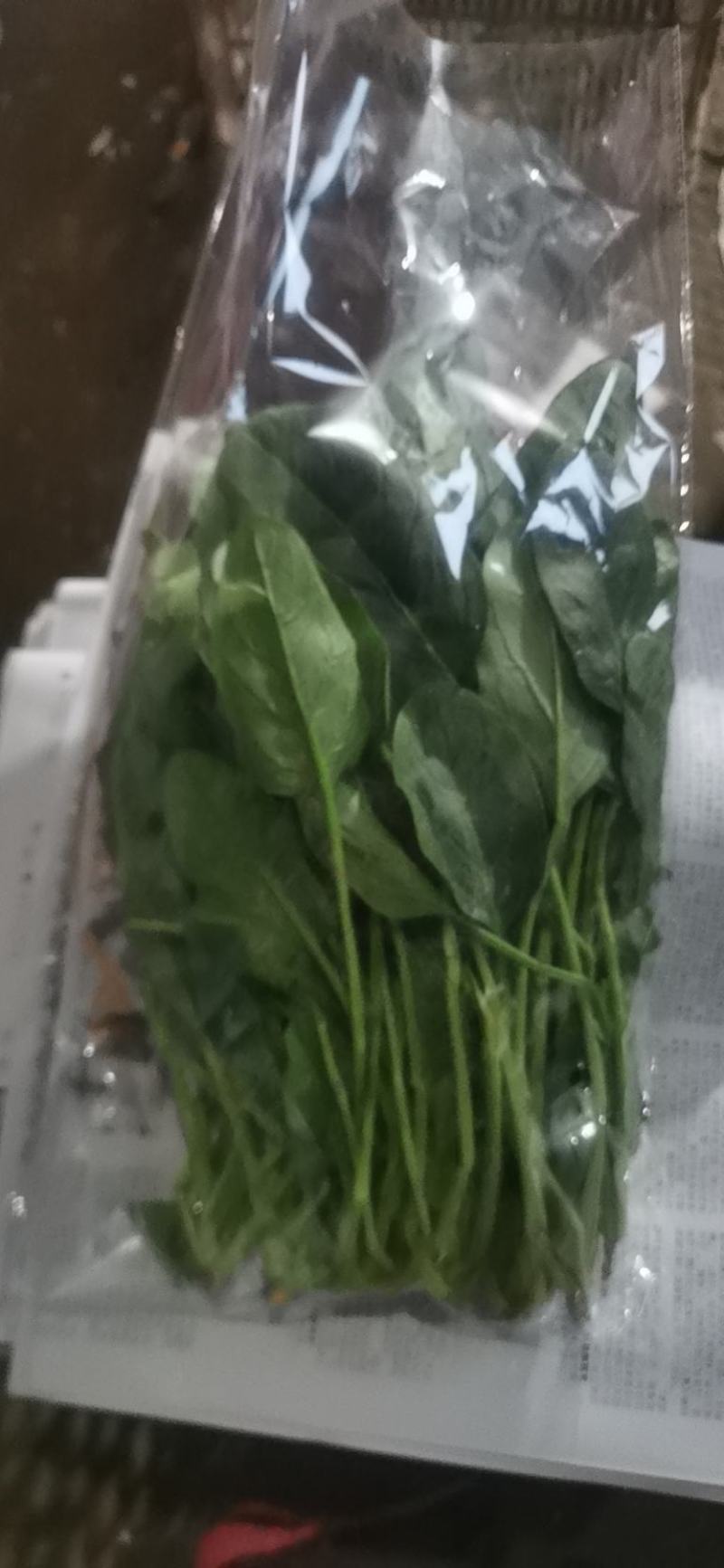 聊城精品菠菜大量上市中