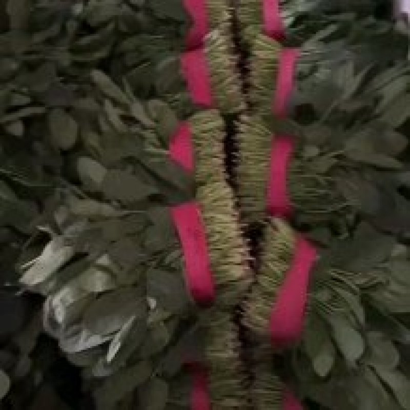 聊城精品菠菜大量上市中