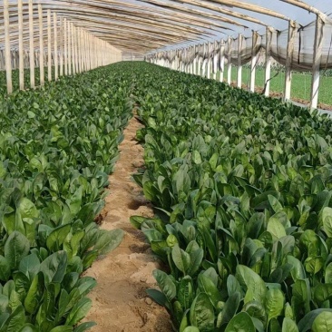 聊城精品菠菜大量上市中