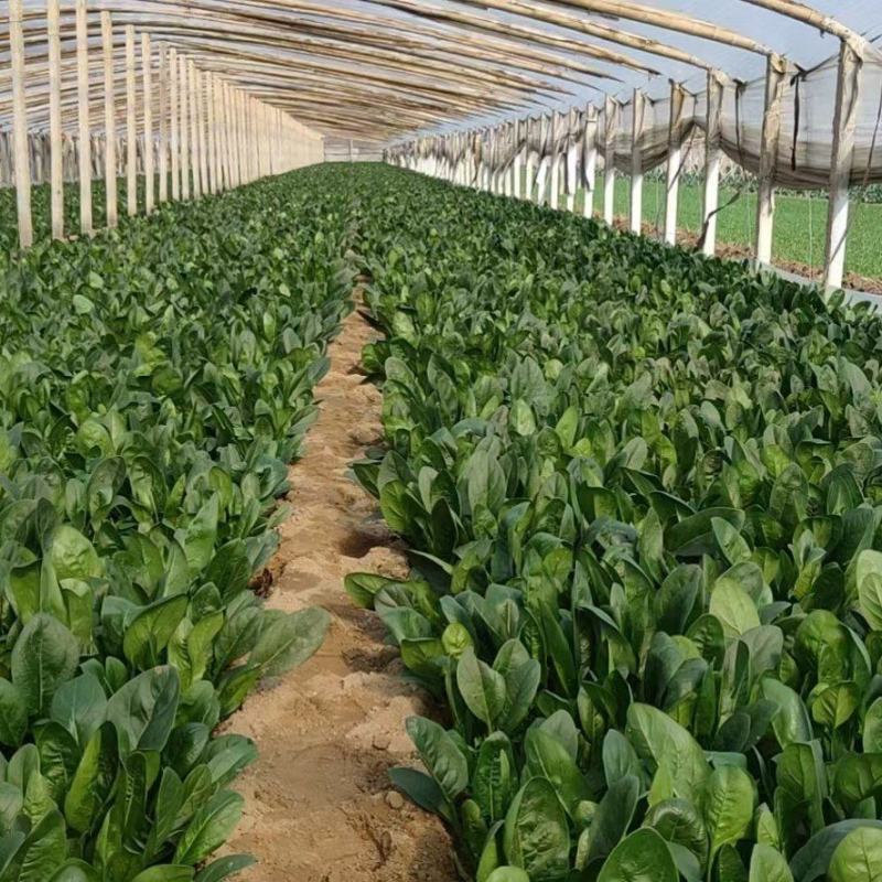 聊城精品菠菜大量上市中