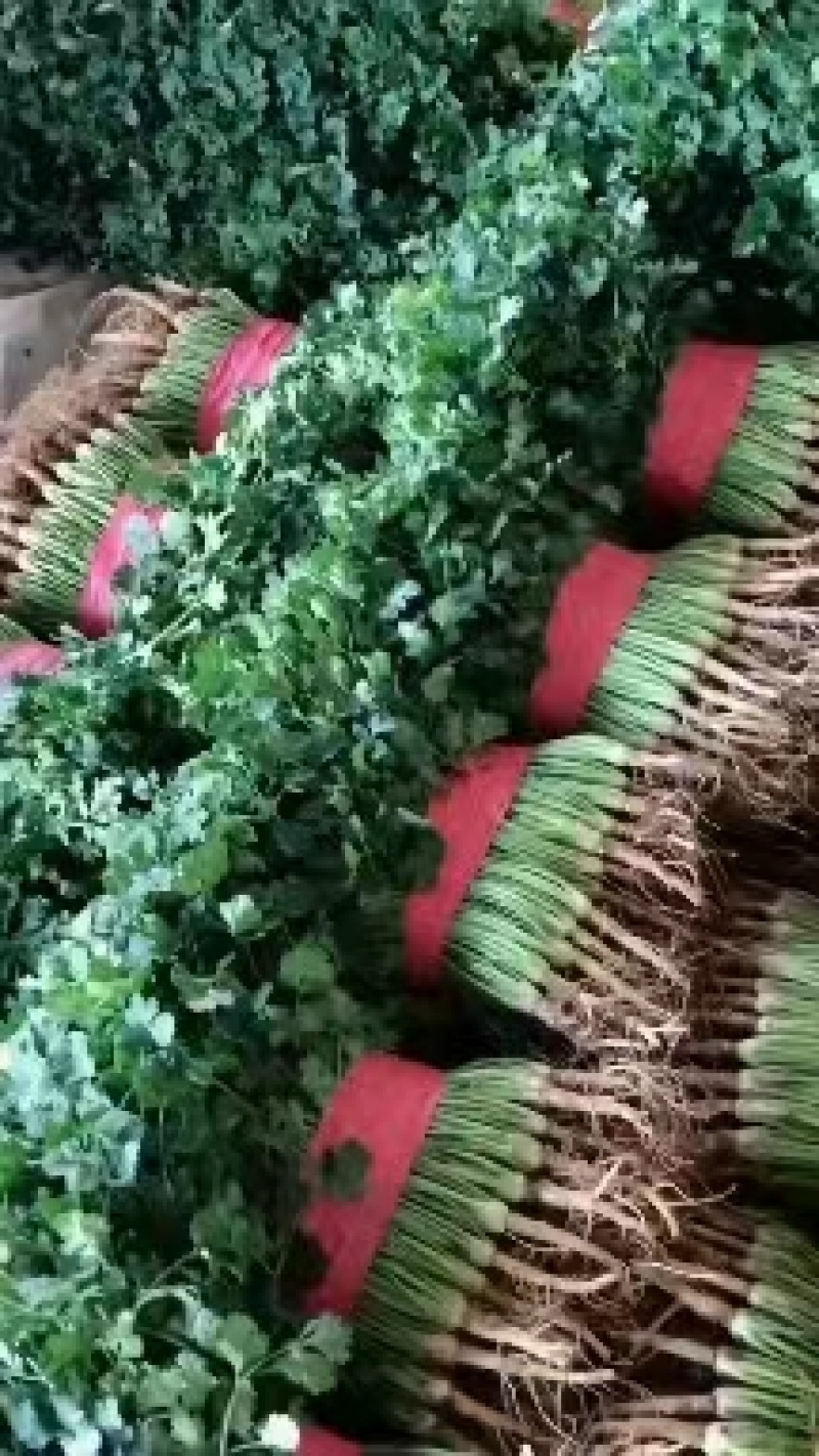 精品鲜香菜以大量上市需要的联系