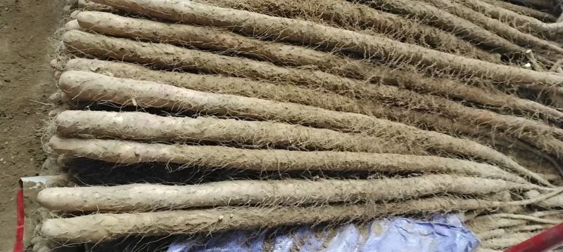 陕西铁棍山药品质保证诚信经营欢迎联系接商超市场电商
