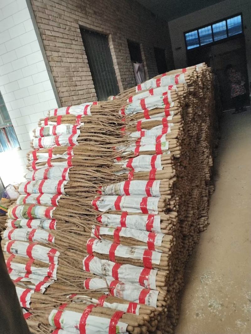 陕西铁棍山药品质保证诚信经营欢迎联系接商超市场电商