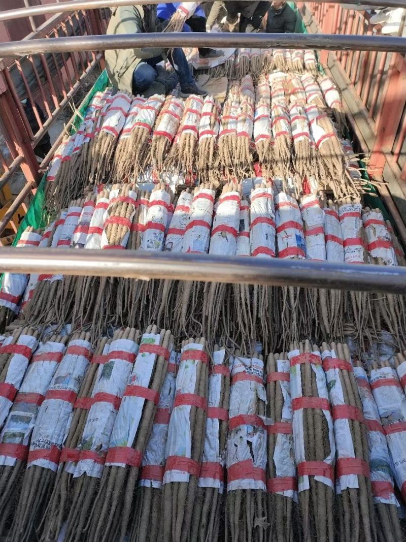 陕西铁棍山药品质保证诚信经营欢迎联系接商超市场电商