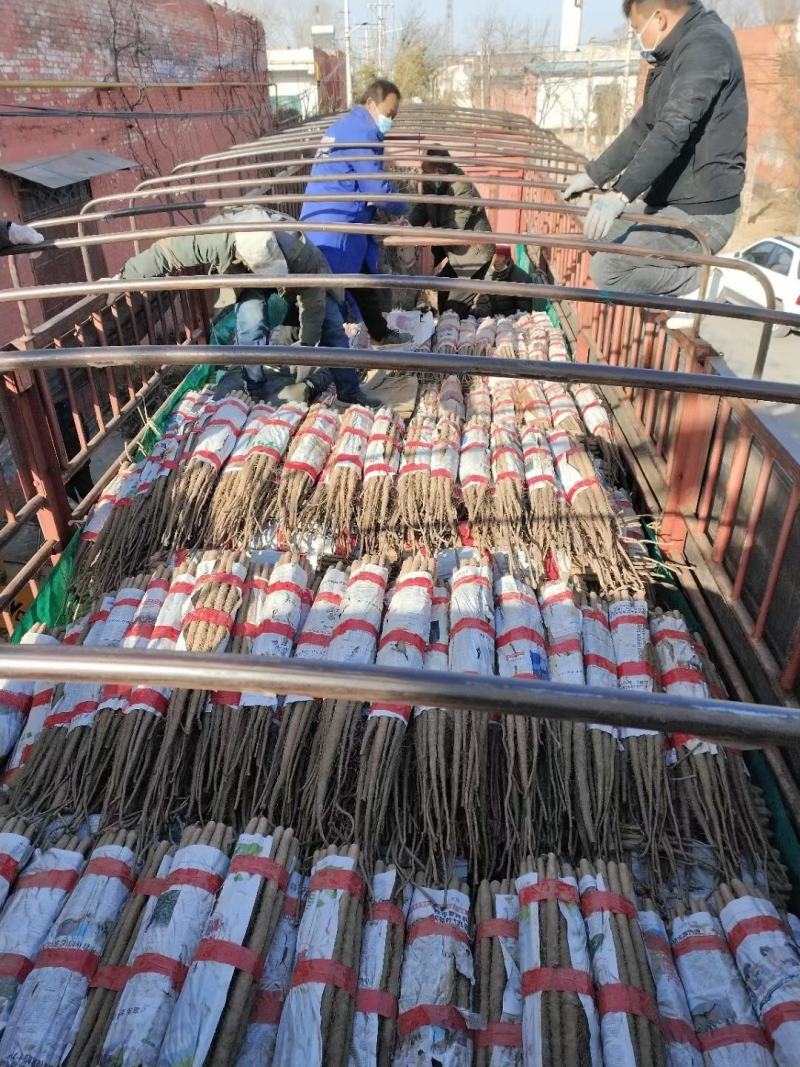 陕西铁棍山药品质保证诚信经营欢迎联系接商超市场电商