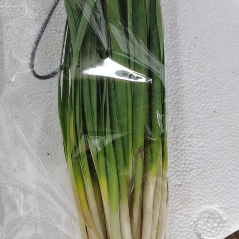 太白韭菜供应链