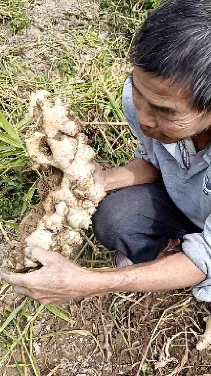 自家种植的新鲜本地姜