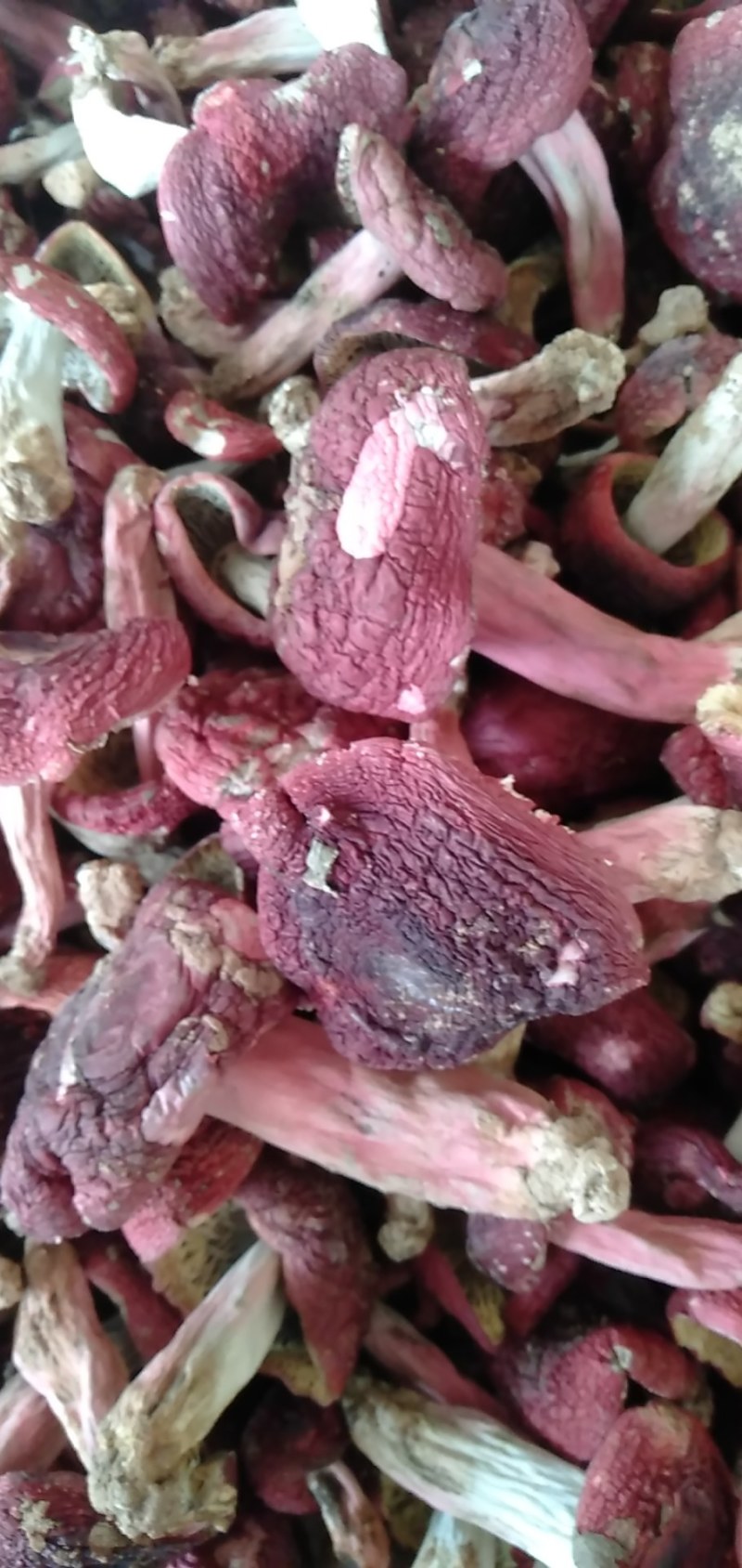 红菇